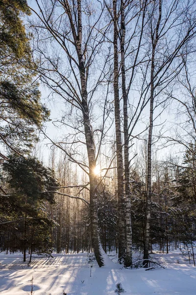 Birken im Winterwald — Stockfoto