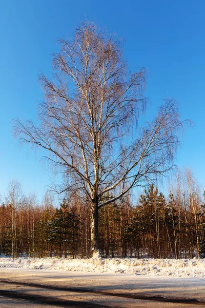 Birch by the road — Stock Photo, Image