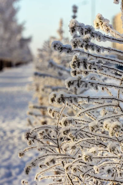 Branches d'arbres dans le givre — Photo