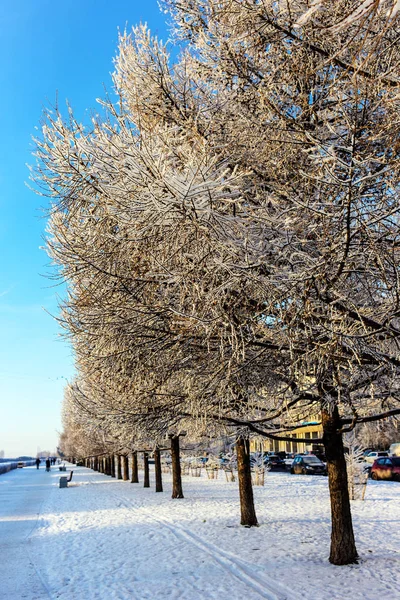 Karla kaplı ağaçlar ile sokak — Stok fotoğraf