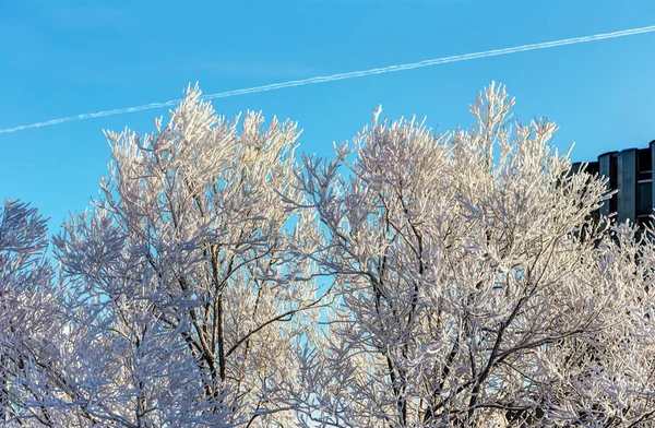 Drzewa w chłodne zimowe wieczory — Zdjęcie stockowe