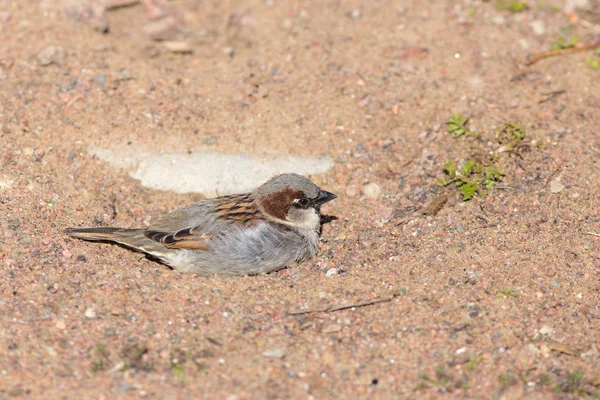 Sparrow lying in the sand — Stock Photo, Image