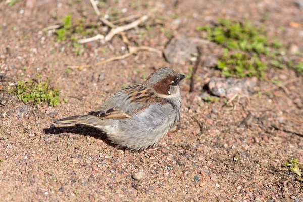 Sparrow on the sand — Stock Photo, Image