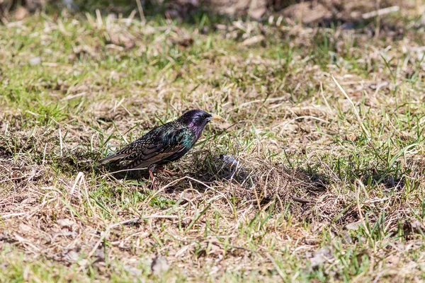 Starling na grama — Fotografia de Stock