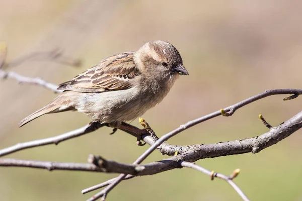 Sparrow eats buds — Stock Photo, Image