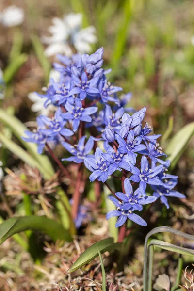 Kleine blaue Frühlingsblumen — Stockfoto