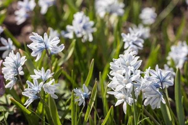 Kleine weiße Frühlingsblumen — Stockfoto