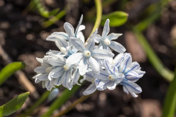 Fiori primaverili vicino — Foto Stock