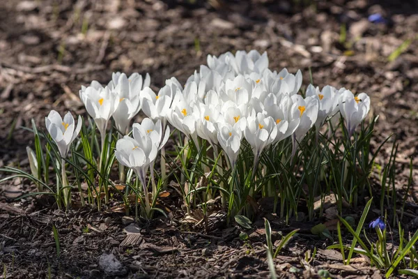 Cruces blancos en jardín de primavera — Foto de Stock