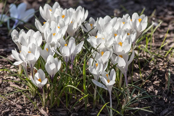 Crocus blancs au printemps — Photo