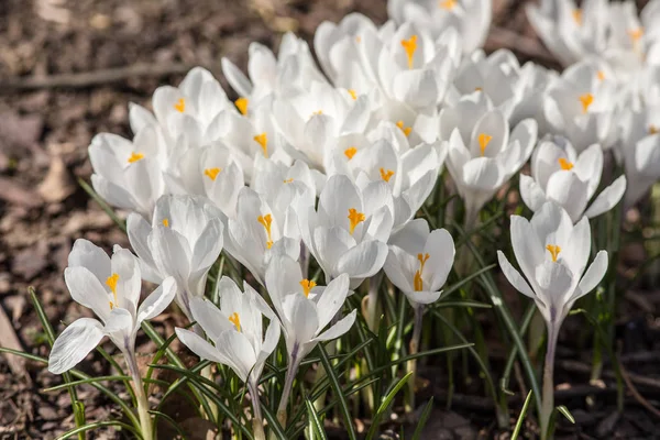 Crocus blancs gros plan — Photo