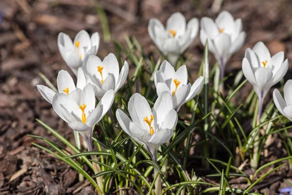 Azafrán en primavera de cerca — Foto de Stock