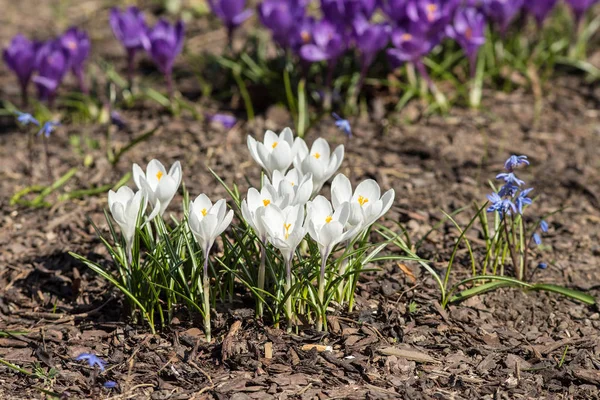 Krokusse im Frühlingsgarten — Stockfoto