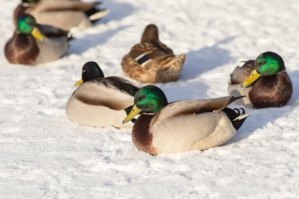 Patos na neve no inverno — Fotografia de Stock