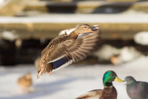 Anatra in volo — Foto Stock