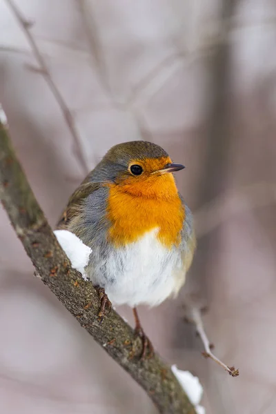 Robin op een tak in de winter — Stockfoto