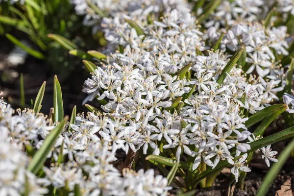 Small white spring flowers — Stock Photo, Image