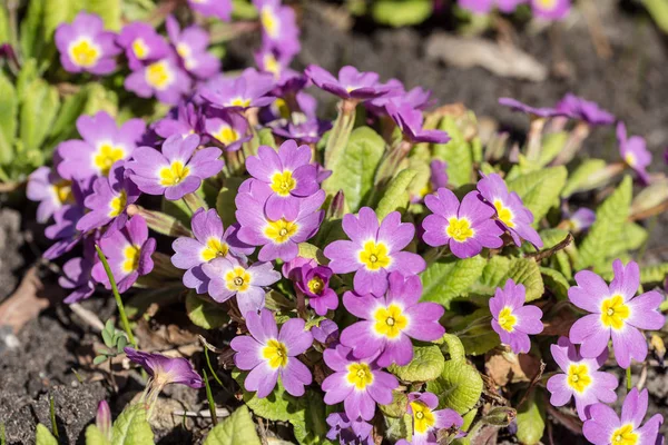 Fioletowy primrose wiosną — Zdjęcie stockowe