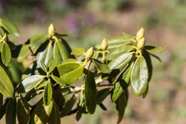 ormangülü tomurcukları