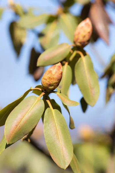 Knospen von Rhododendron Nahaufnahme — Stockfoto