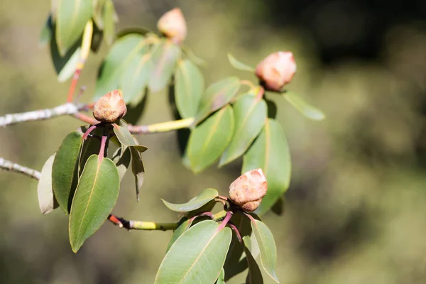 Rododendro all'inizio della primavera — Foto Stock