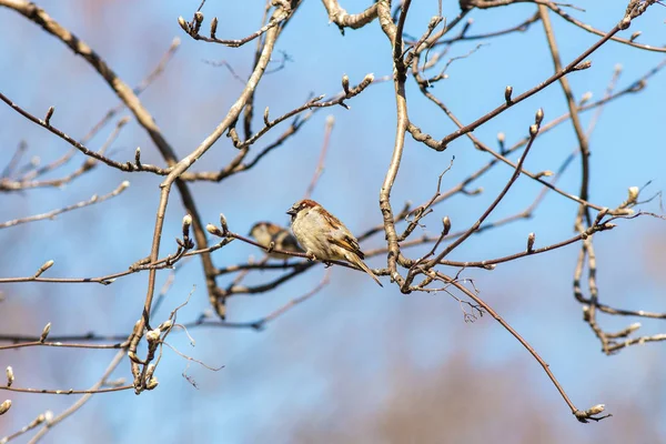 Sparrows in the spring — Stock Photo, Image