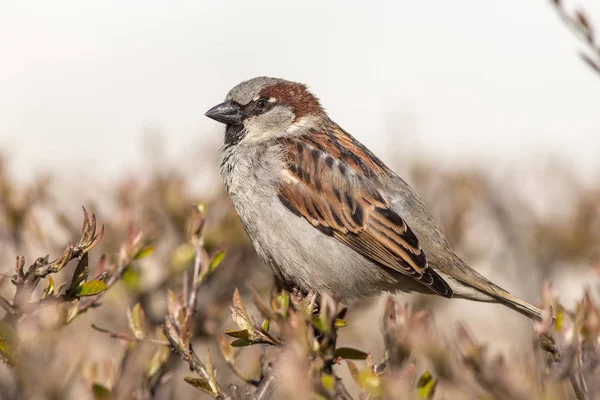 Sparrow close up — Stock Photo, Image