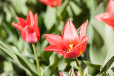 bahar closeup laleler