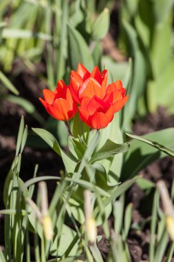 kırmızı ve yeşil bahar