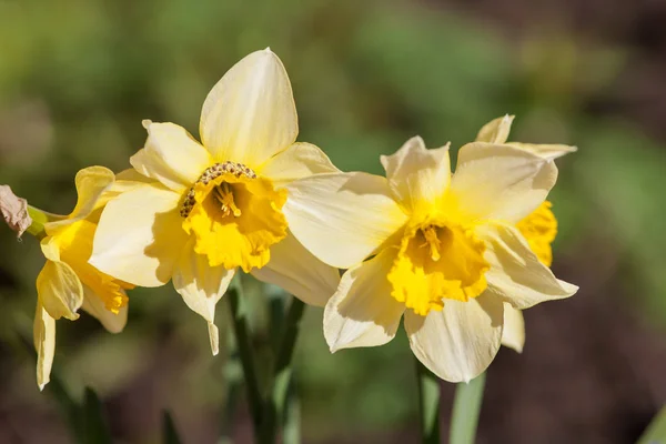 Narcisos amarillos en primavera —  Fotos de Stock