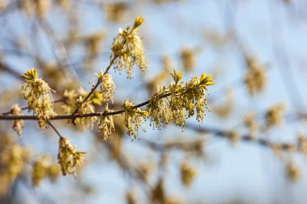 メープルの木の枝 — ストック写真