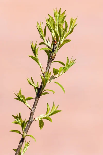 Yeşil bahar yaprakları ile şube — Stok fotoğraf