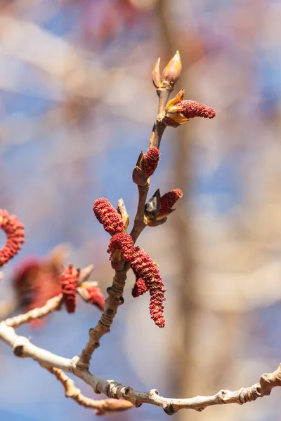 Poplar branch in spring — Stock Photo, Image