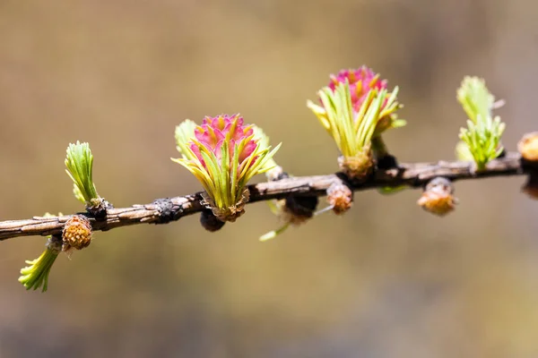 Larch branch closeup — Stock Photo, Image