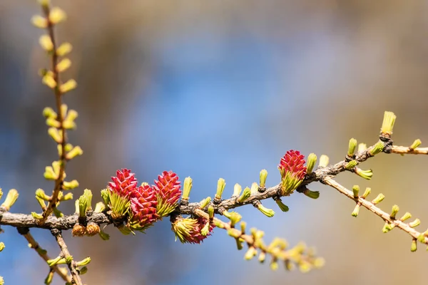 日当たりの良い春のカラマツの枝 — ストック写真