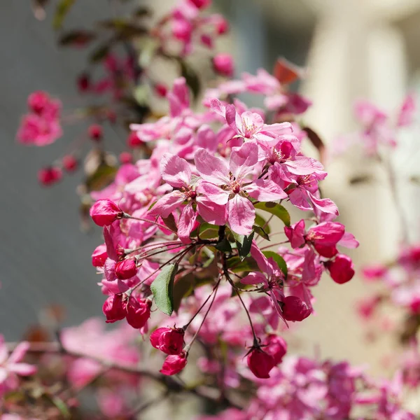 Fiori rosa in primavera — Foto Stock