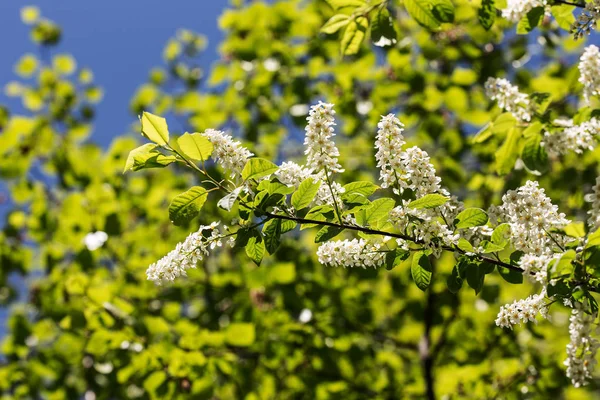 Branch of bird cherry — Stock Photo, Image
