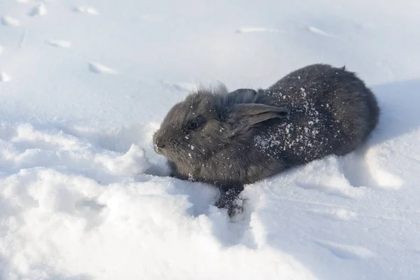 Rabbit on snow — Stock Photo, Image