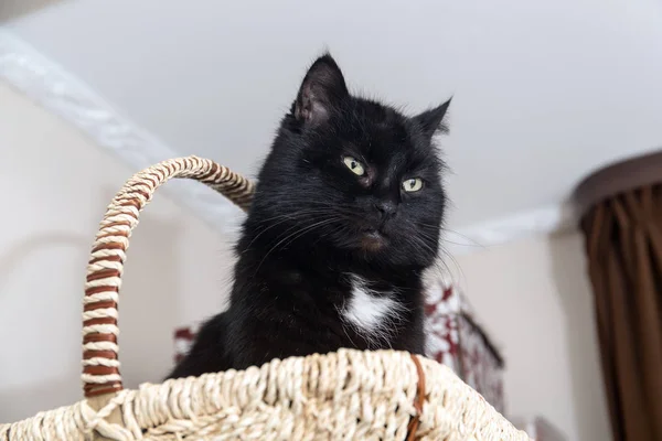 Negro doméstico gato primer plano —  Fotos de Stock
