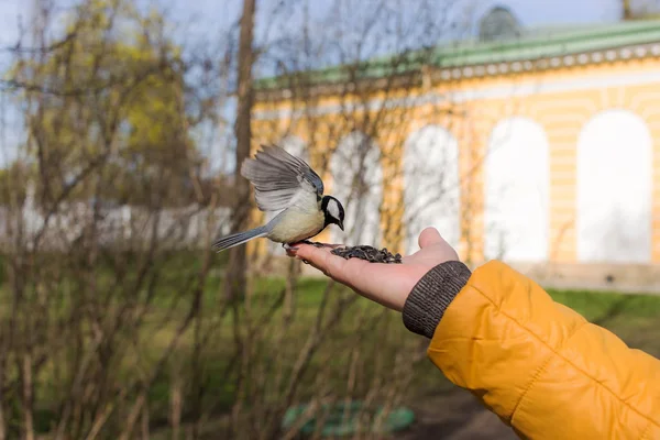 Синица ест семена подсолнечника — стоковое фото