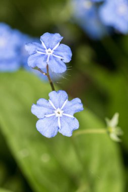 küçük mavi çiçekler portre