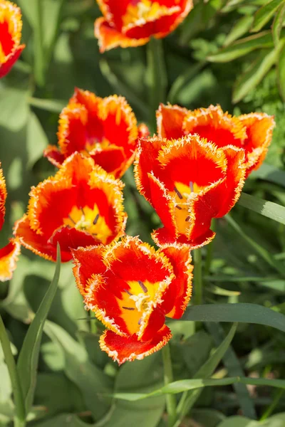 Tulipani da vicino in primavera — Foto Stock