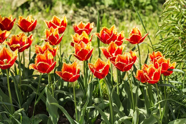 Tulipani arancioni nel giardino primaverile — Foto Stock