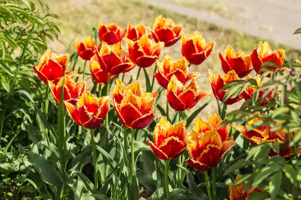 Tulipani primaverili lucenti — Foto Stock
