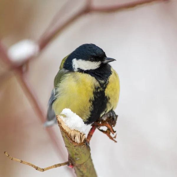 Meisen im Winter — Stockfoto