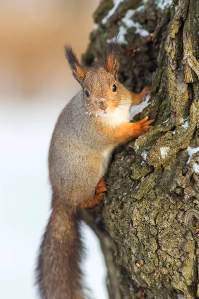 Eichhörnchen aus nächster Nähe — Stockfoto