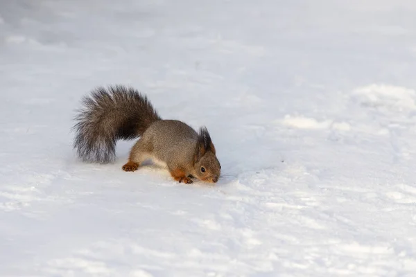 Squirrel in a winter day — Stock Photo, Image