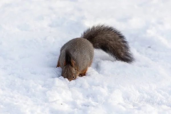 Squirrel digs snow — Stock Photo, Image