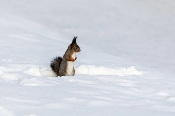 Eekhoorn in een winter — Stockfoto