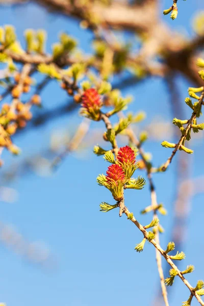 Larch branches in spring — Stock Photo, Image